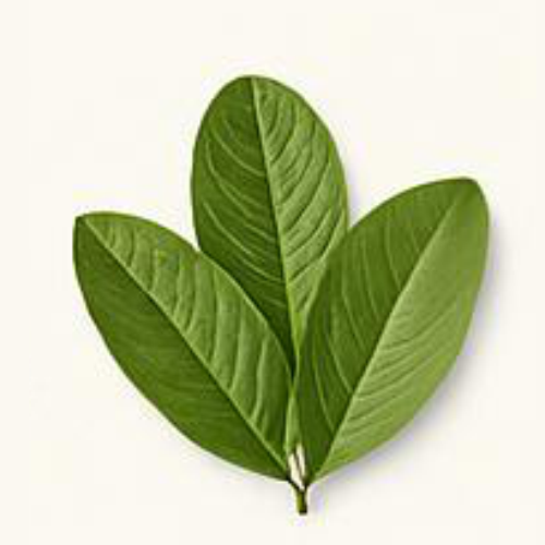 Guava Leaves